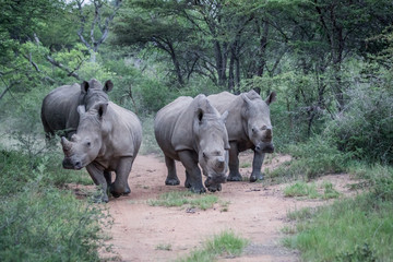 Obraz premium Group of White rhinos standing in the road.