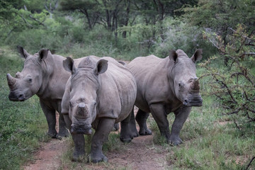 Group of White rhinos standing in the road.