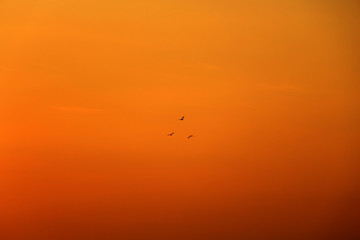 Birds flying around at evening
