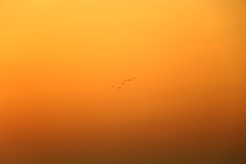 Birds at evening 