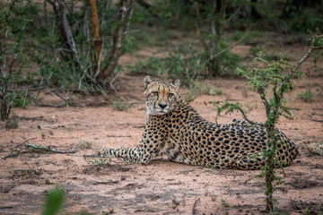 Cheetah laying down in the sand.