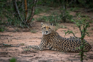 Cheetah laying down in the sand.
