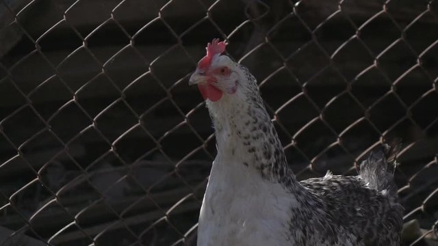 Chicken on village yard. Slow motion video