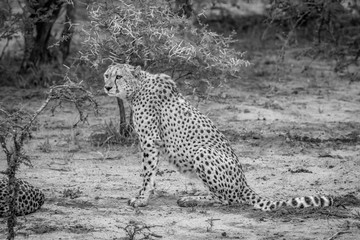 Cheetah sitting in the sand in black and white.