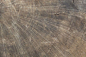 Fototapeta premium Cut tree slice closeup texture. Wooden natural cross section pattern.