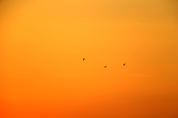 birds flying high at evening