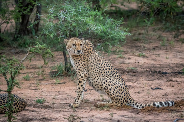 Fototapeta na wymiar Cheetah sitting in the sand in the Kruger.