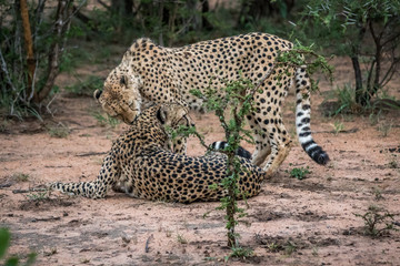 Two Cheetahs in the bush in the Kruger.