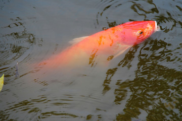 Carp (Thailand)