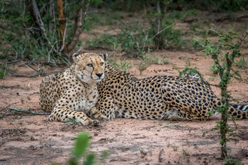 Two Cheetahs in the bush in the Kruger.