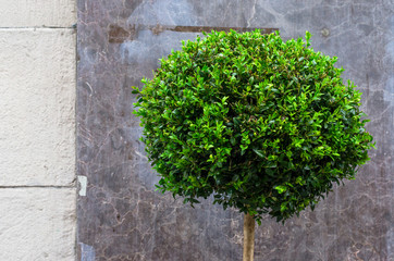 decorative plant in outdoor pots