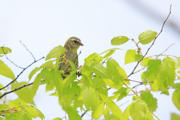 Fototapeta premium マヒワ（メス） Eurasian siskin 