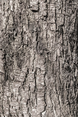 Textura de corteza de árbol