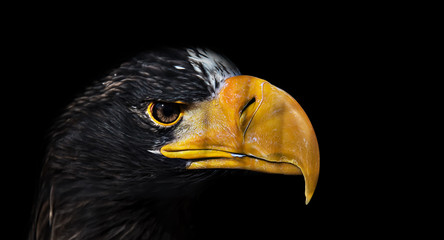 Eagle on black
