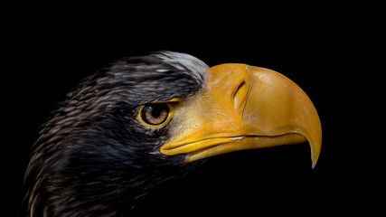Eagle on black