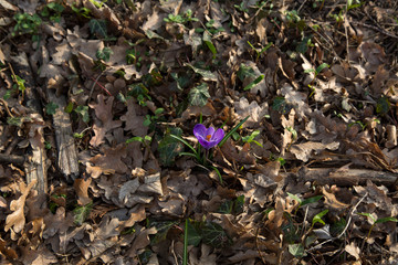 blooming crocus spring