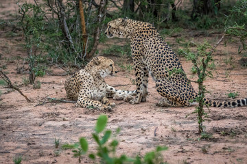 Fototapeta na wymiar Two Cheetahs in the bush in the Kruger.