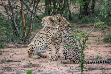 Two Cheetahs sitting in the sand.