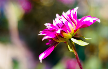 Dahila Flower
