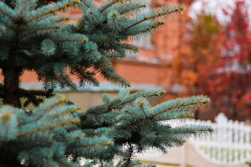 fir trees in the Park