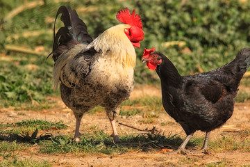 Coq et poule domestiques
