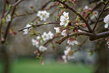 Blooming cherry blossom background in spring season.