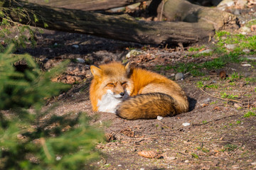 Red fox