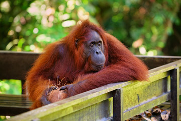 Bornean orangutan at Semenggoh Nature Reserve and  Wildlife Rehabilitation Centre