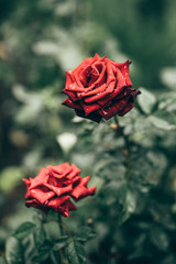 Photo of closeup red rose with water drops and dark green leaves growing in garden with shallow Depth of Field.