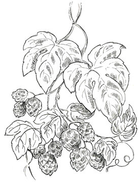 Hops vine with cones