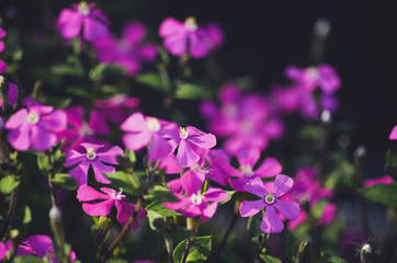Fototapeta na wymiar Pink flowers texture background