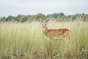 Antilope and Giraffe in Uganda