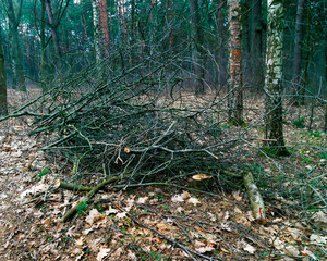 A pile of brushwood stacked in the woods