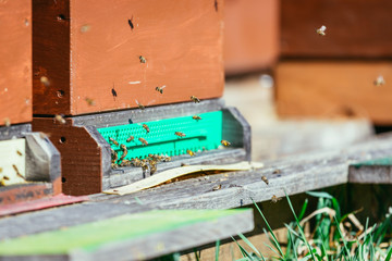 Bees hive: Flying to the landing boards