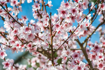  Pink flowers texture background