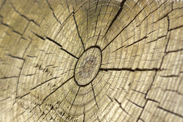 Cracked middle section of wood