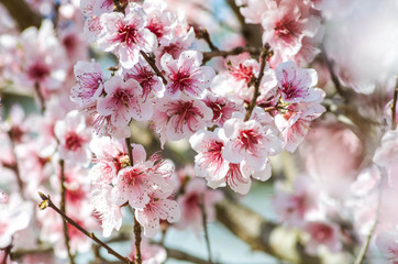  Pink flowers texture background