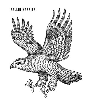 Pallid harrier. Wild forest bird of prey. Hand drawn sketch graphic style.  Fashion patch. Print for  t-shirt, Tattoo or badges.