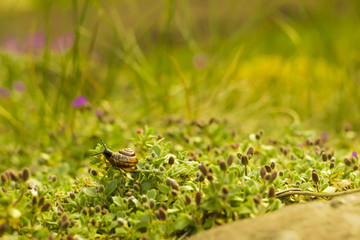 Snail on a grass in srping
