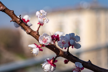Detail view of a flowering apricot tree branch