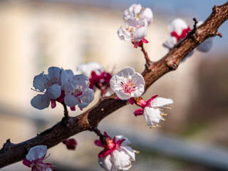 Detail view of a flowering apricot tree branch