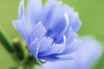 Obraz na płótnie Canvas Chicory flower in nature