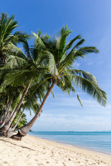 Tropical paradise sand sunny beach with coconut palm trees with clear blue sky at the morning.