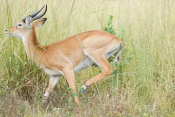 Antilope and Giraffe in Uganda