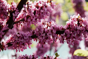 Closeup of many pink Cercis flowers. Flowers in bloom on a red-brown branch in spring