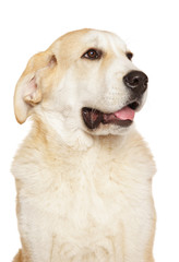 Alabai dog puppy on white background