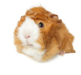 Guinea pig