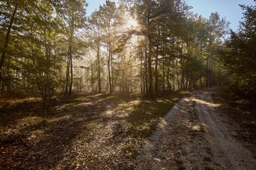 Forest with light rays