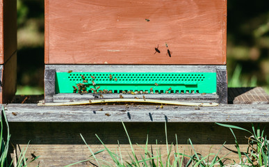 Bees hive: Flying to the landing boards