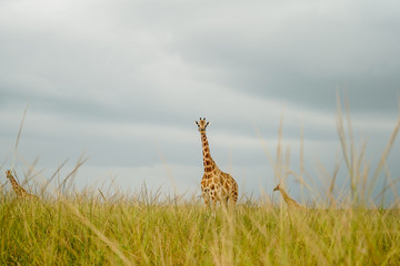Landscape in Murchison falls